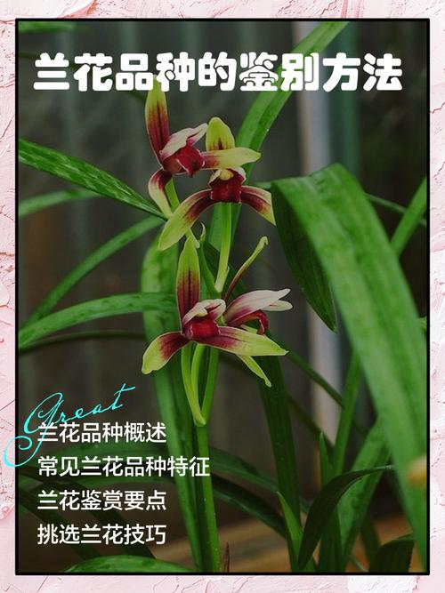 兰花品种知多少？-第2张图片-宁夏农业信息网