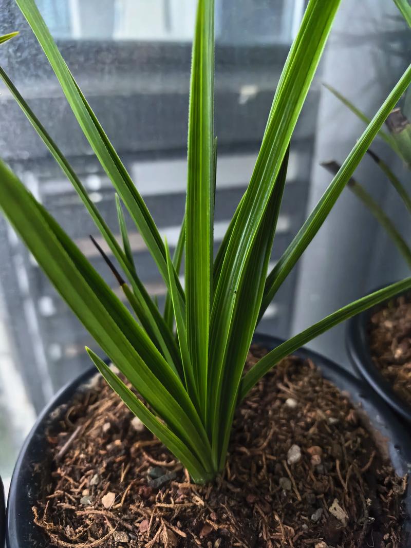 兰花品种知多少？-第3张图片-宁夏农业信息网