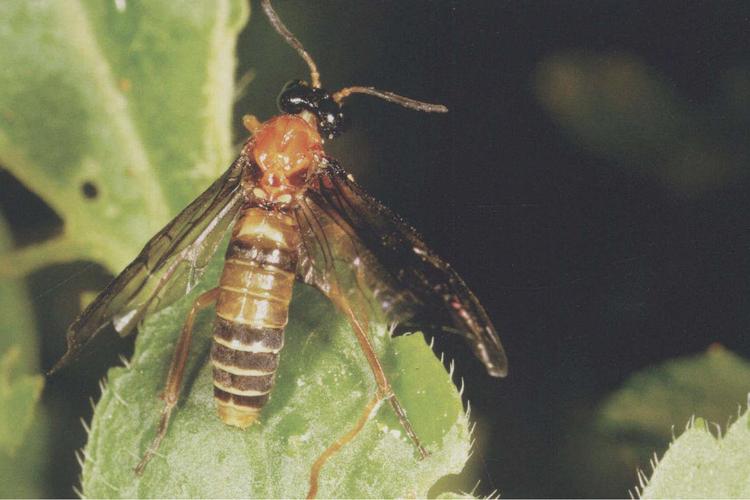 新疆有哪些蜂品种？-第1张图片-宁夏农业信息网