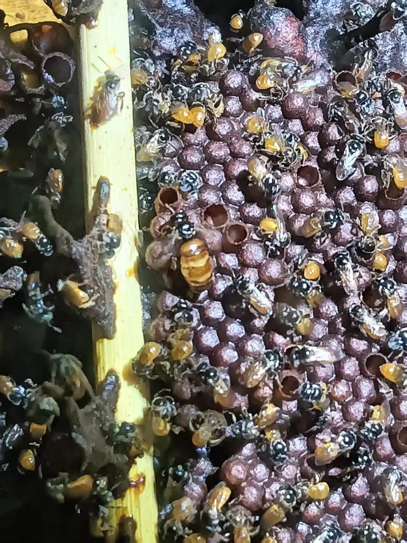 新疆有哪些蜂品种？-第2张图片-宁夏农业信息网