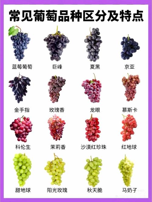 无核早红葡萄，有哪些独特之处？-第1张图片-宁夏农业信息网