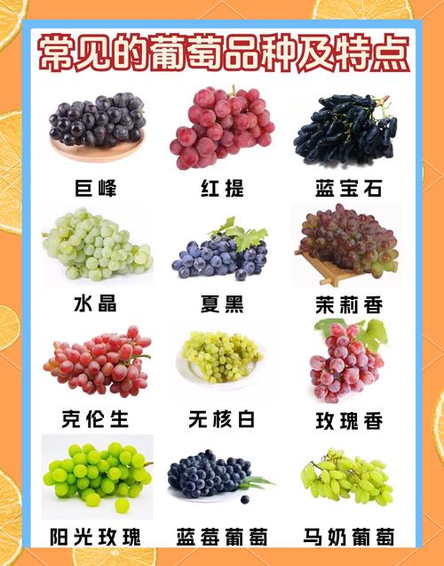 无核早红葡萄，有哪些独特之处？-第3张图片-宁夏农业信息网