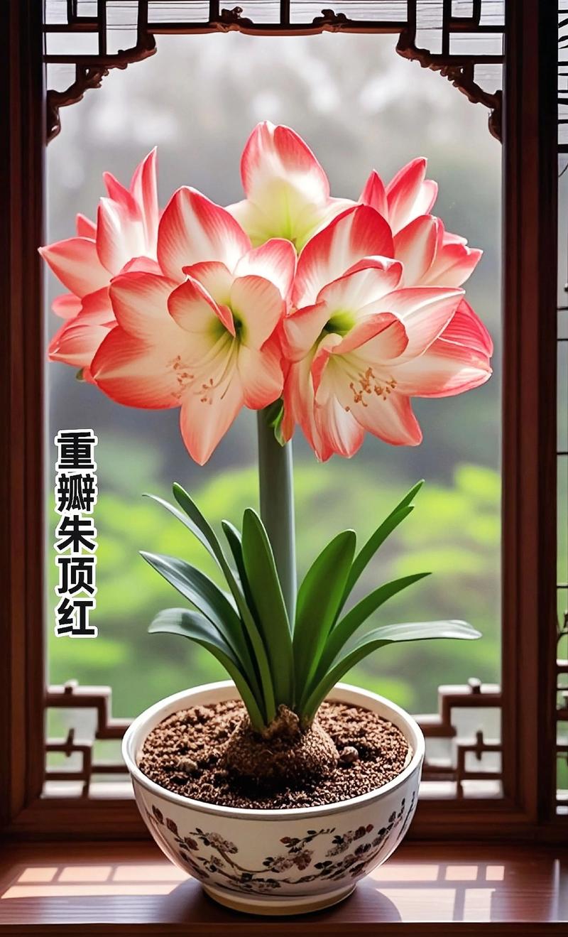 朱顶红哪些品种最值得新手种植？-第3张图片-宁夏农业信息网