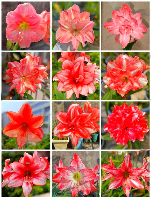 朱顶红哪些品种最值得新手种植？-第2张图片-宁夏农业信息网