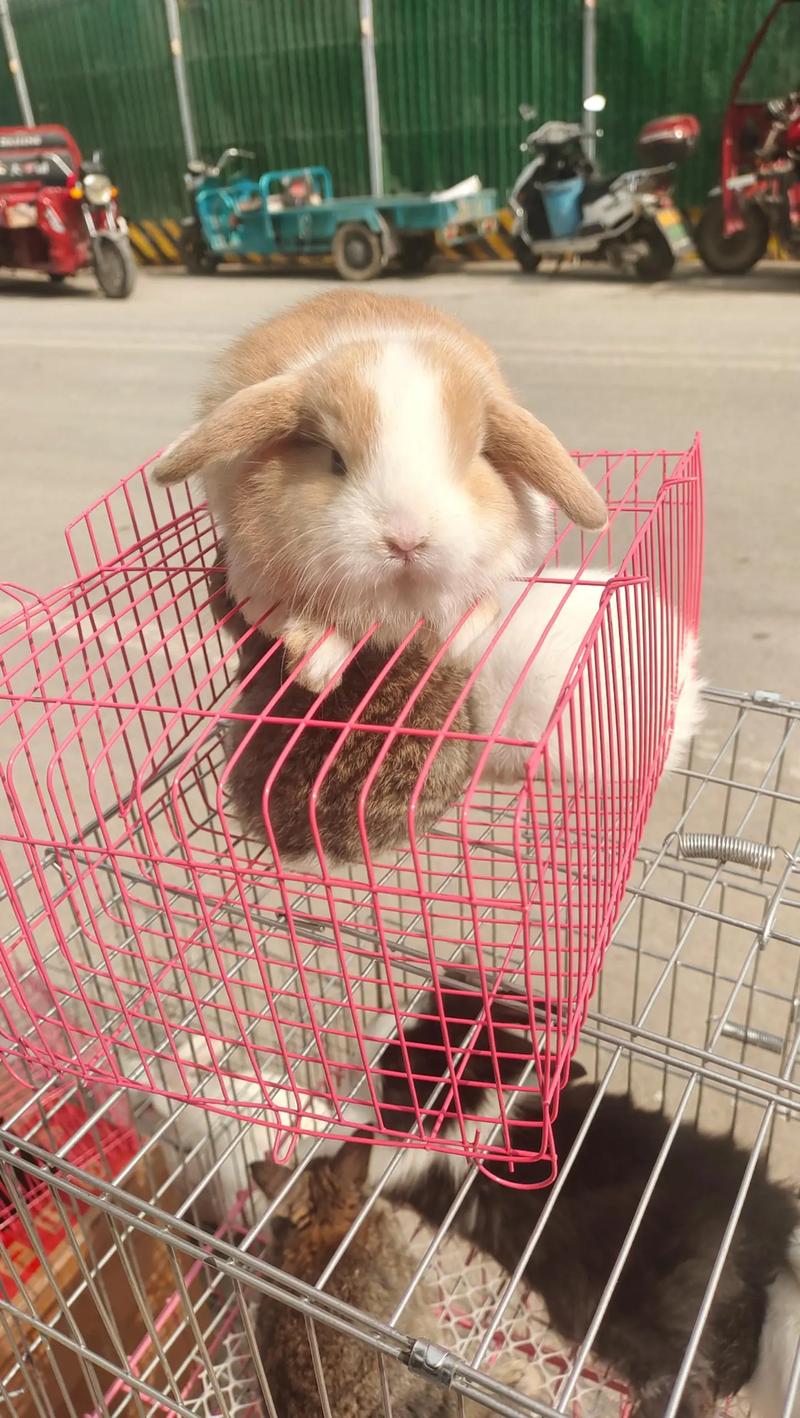 国内兔子品种有哪些？-第2张图片-宁夏农业信息网
