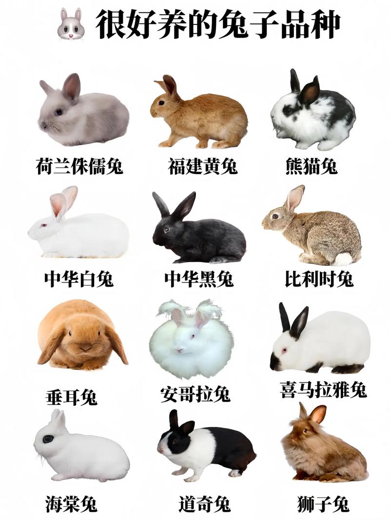 国内兔子品种有哪些？-第1张图片-宁夏农业信息网
