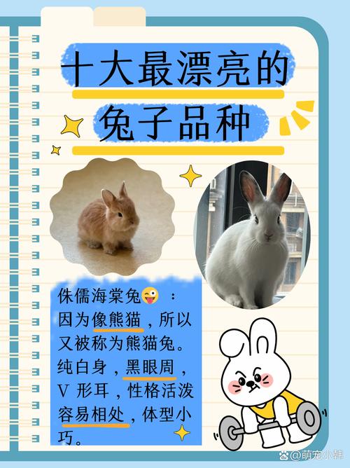 国内兔子品种有哪些？-第3张图片-宁夏农业信息网