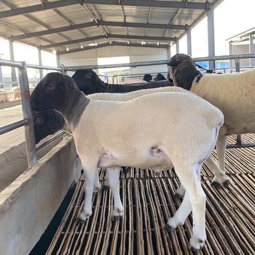 杂交羊肉口感差异有多大？-第1张图片-宁夏农业信息网