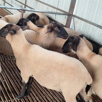 杂交羊肉口感差异有多大？-第3张图片-宁夏农业信息网