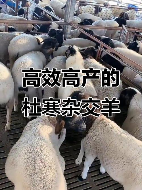 杂交羊肉口感差异有多大？-第2张图片-宁夏农业信息网