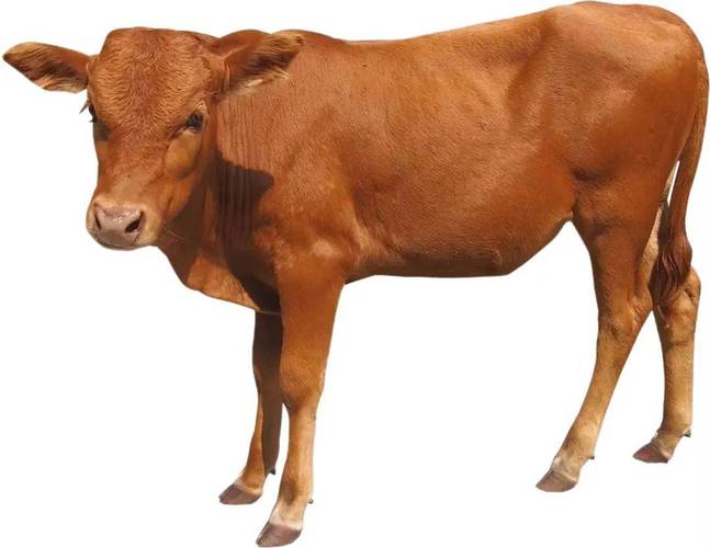 牛品种口感排名如何？-第2张图片-宁夏农业信息网