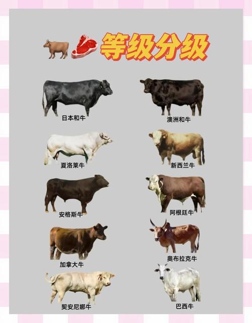 牛品种口感排名如何？-第1张图片-宁夏农业信息网