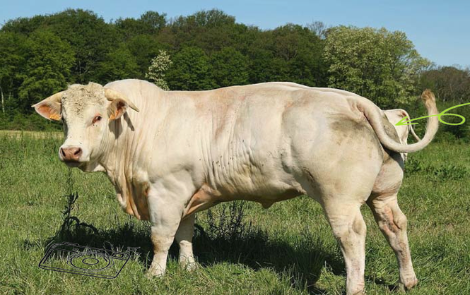 牛品种口感排名如何？-第3张图片-宁夏农业信息网