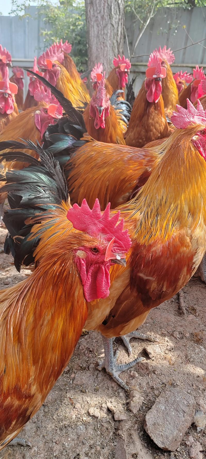 土鸡最大个的品种是哪个？-第1张图片-宁夏农业信息网