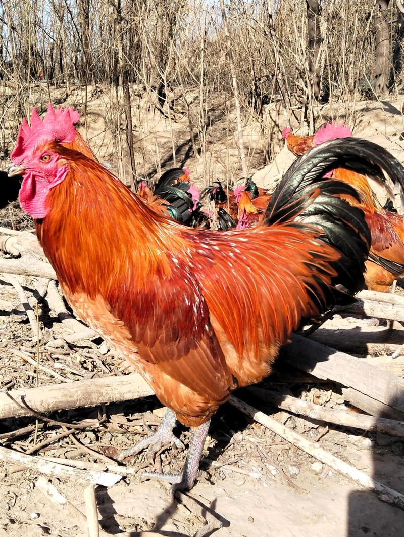 土鸡最大个的品种是哪个？-第2张图片-宁夏农业信息网