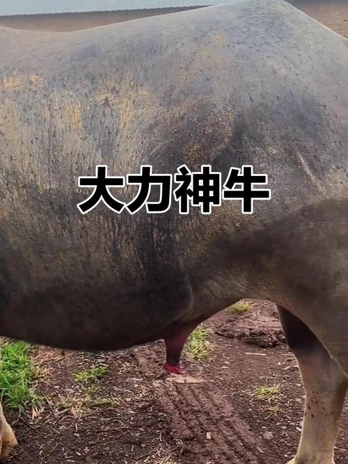 中国最大牛品种图片是哪个品种？-第1张图片-宁夏农业信息网