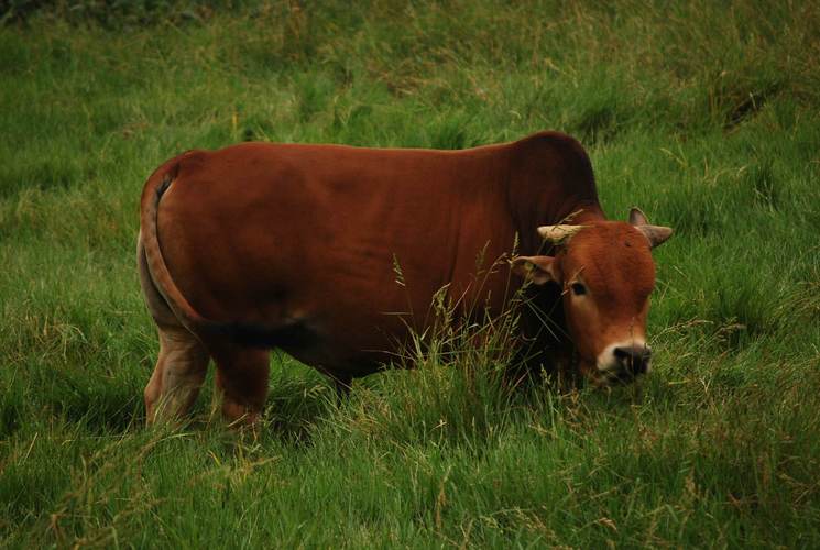 中国最大牛品种图片是哪个品种?-第2张图片-宁夏农业信息网 中国最大牛品种图片是哪个品种?-第2张图片-宁夏农业信息网