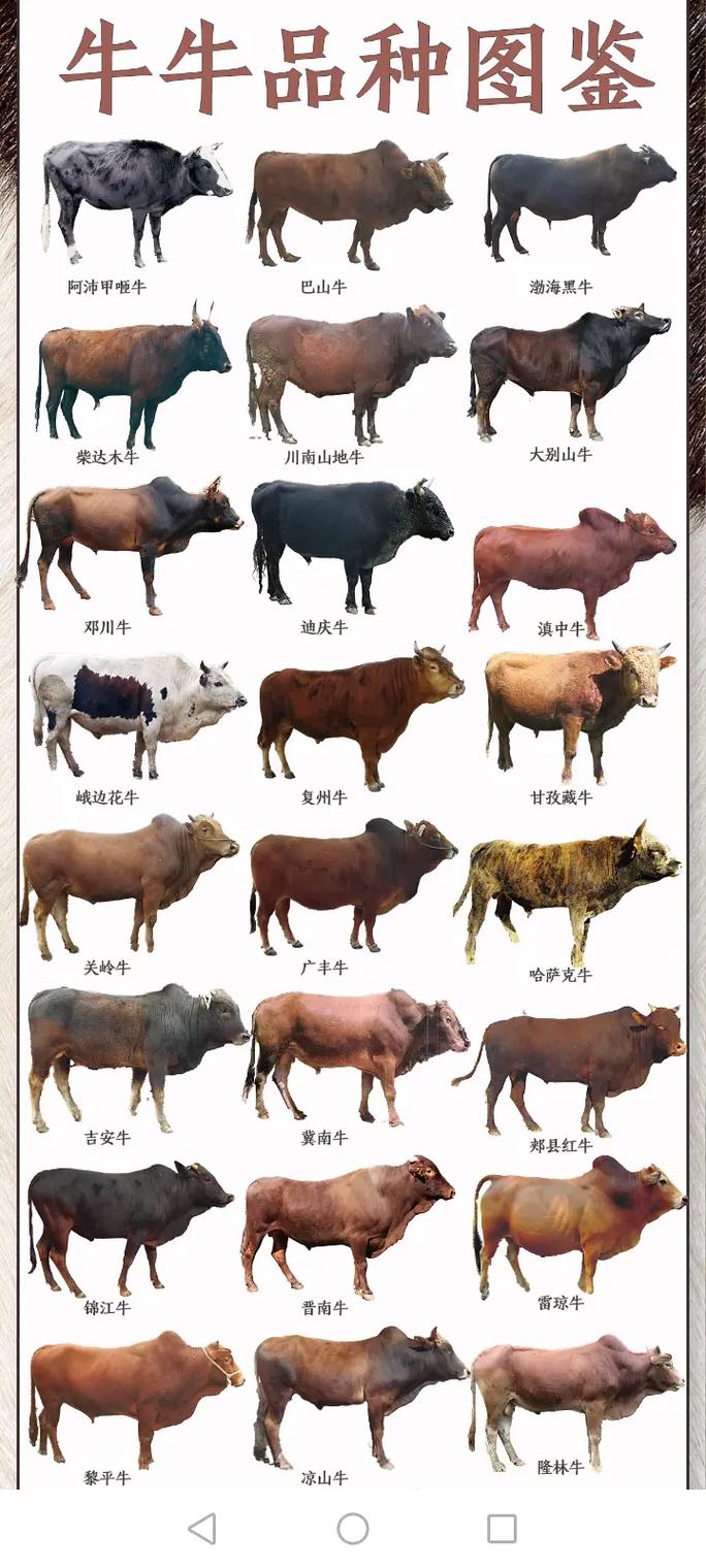 中国最大牛品种图片是哪个品种?-第3张图片-宁夏农业信息网 中国最大牛品种图片是哪个品种?-第3张图片-宁夏农业信息网