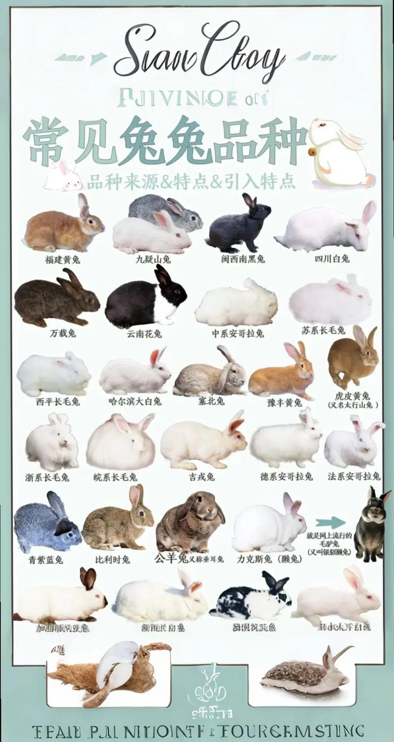 绒毛多的兔子是什么品种？-第1张图片-宁夏农业信息网