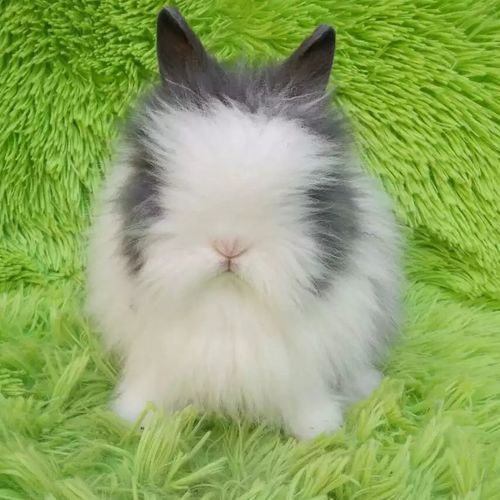 绒毛多的兔子是什么品种？-第3张图片-宁夏农业信息网