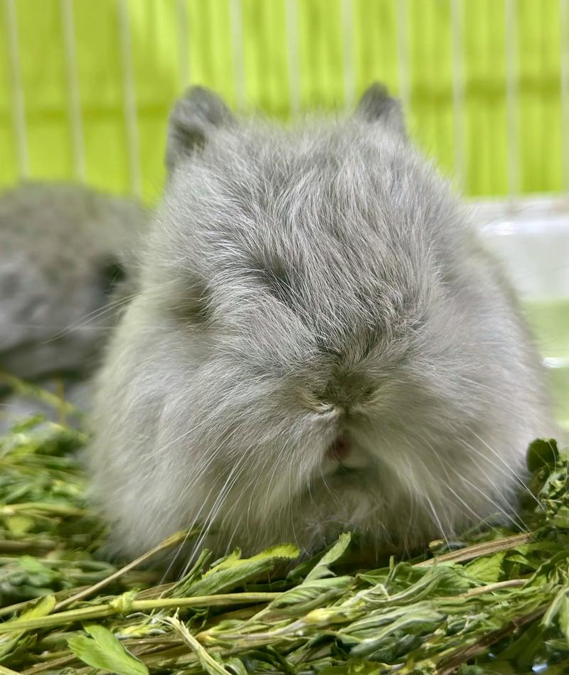 绒毛多的兔子是什么品种？-第2张图片-宁夏农业信息网