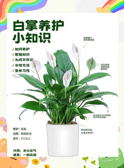 秋天养白掌，方法有哪些要点？-第1张图片-宁夏农业信息网