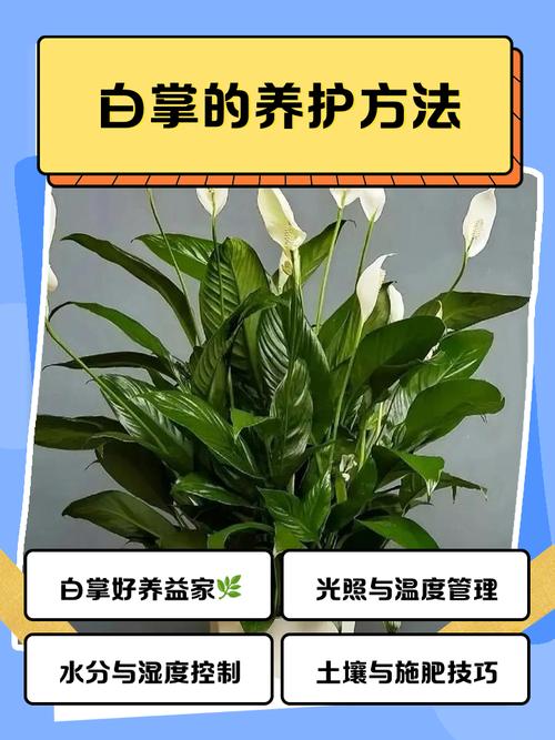 秋天养白掌，方法有哪些要点？-第2张图片-宁夏农业信息网