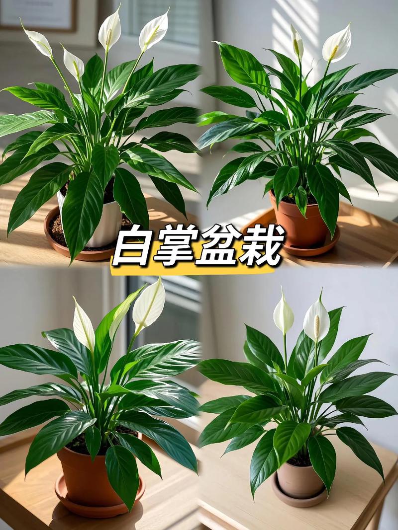 秋天养白掌，方法有哪些要点？-第3张图片-宁夏农业信息网