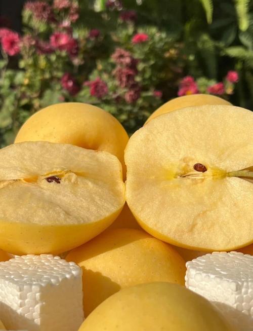 黄皮苹果是什么品种？-第1张图片-宁夏农业信息网