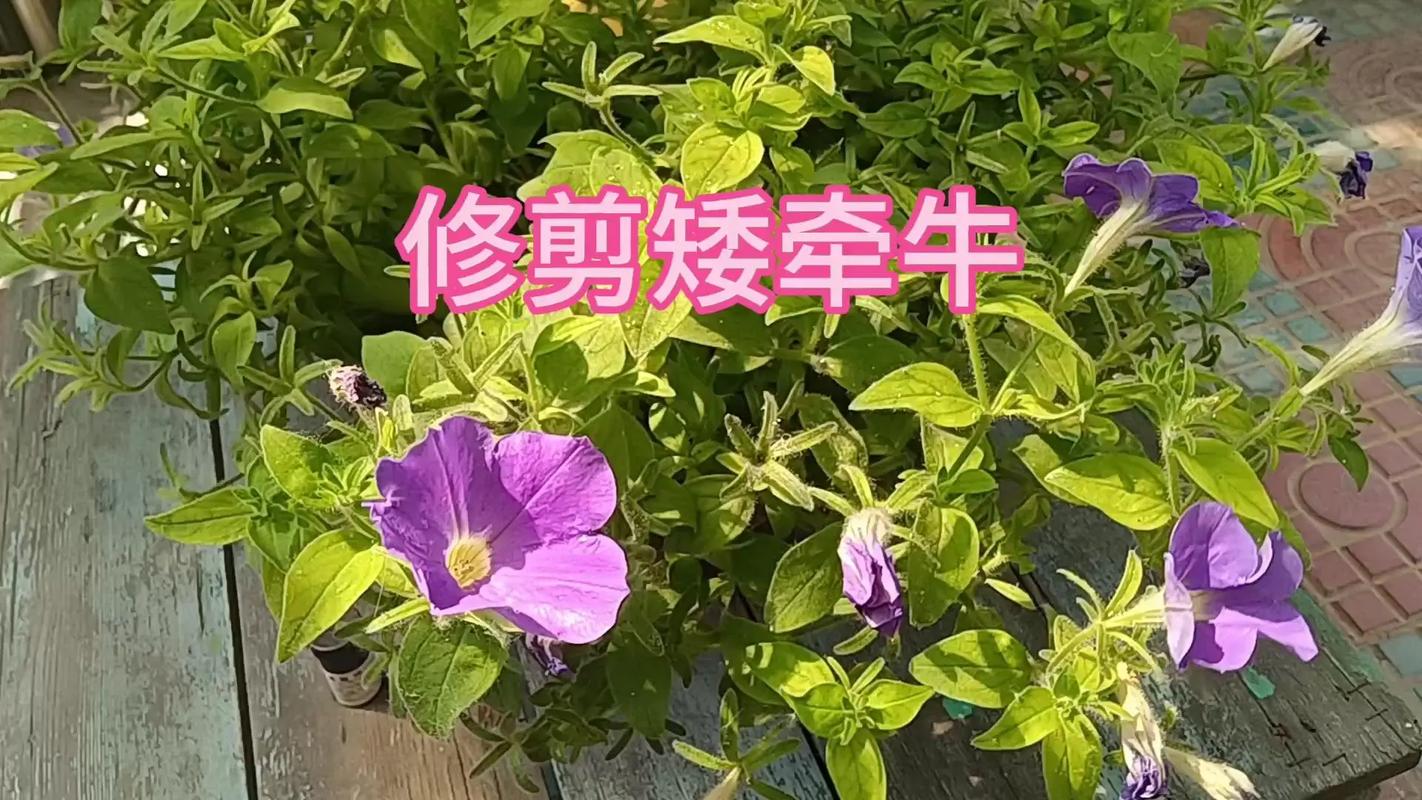 矮牵牛怎么养才能爆花？-第2张图片-宁夏农业信息网