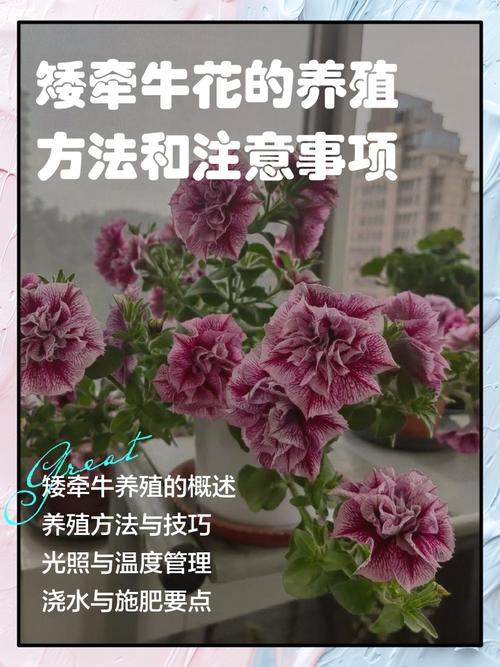 矮牵牛怎么养才能爆花？-第1张图片-宁夏农业信息网