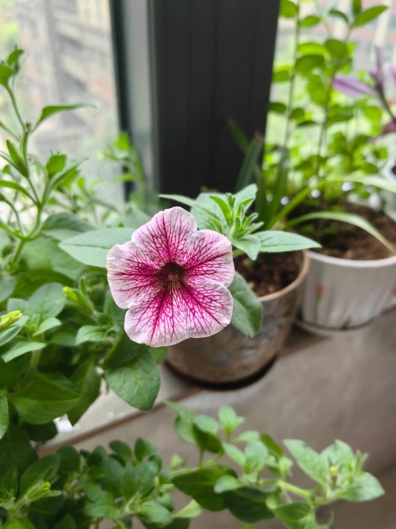 矮牵牛怎么养才能爆花？-第3张图片-宁夏农业信息网