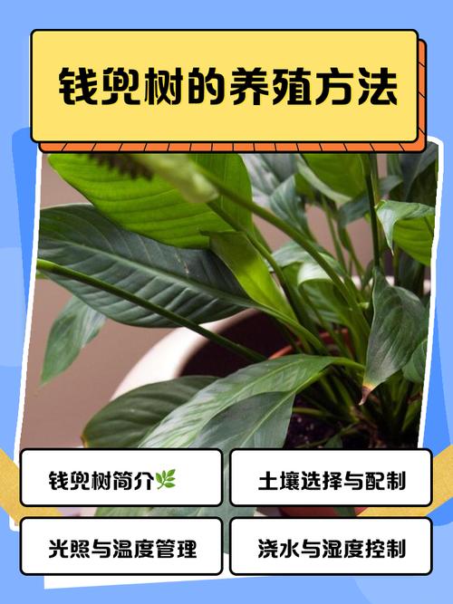 钱兜树怎么养才好？-第1张图片-宁夏农业信息网