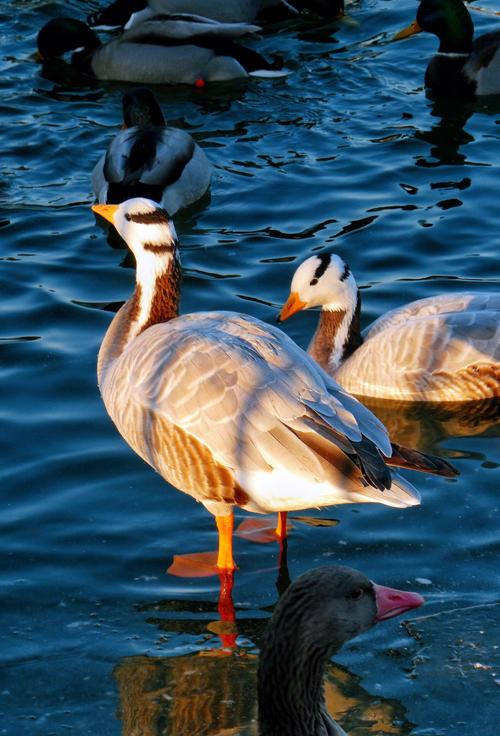 大雁有哪些杂交品种？-第1张图片-宁夏农业信息网