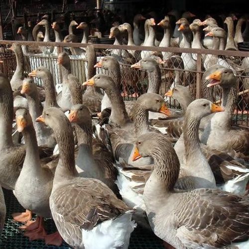 大雁有哪些杂交品种？-第2张图片-宁夏农业信息网