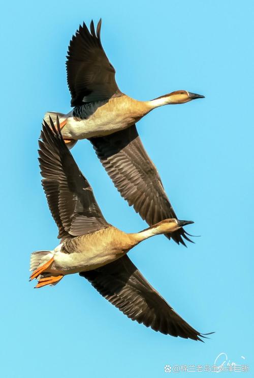 大雁有哪些杂交品种？-第3张图片-宁夏农业信息网