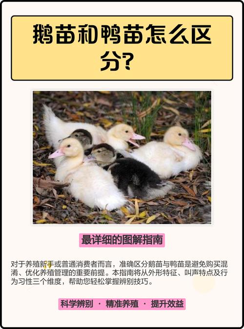 鹅苗饲养管理要注意哪些要点？-第1张图片-宁夏农业信息网