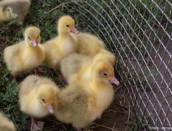 鹅苗饲养管理要注意哪些要点？-第2张图片-宁夏农业信息网