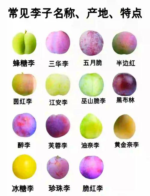 成熟最早的李子品种是哪个？-第1张图片-宁夏农业信息网