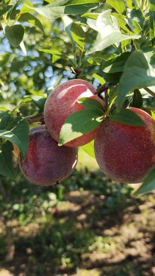 成熟最早的李子品种是哪个？-第2张图片-宁夏农业信息网