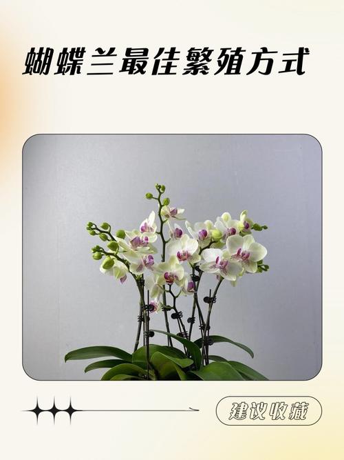 蝴蝶兰主要繁殖方法有哪些？-第1张图片-宁夏农业信息网