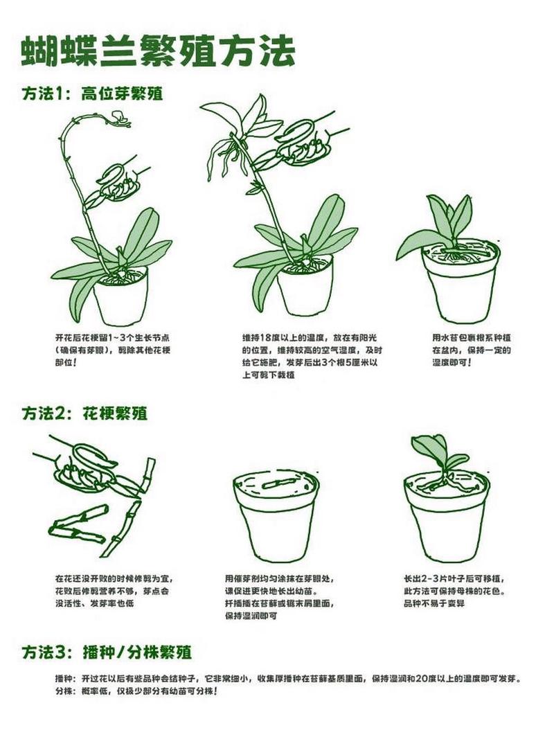 蝴蝶兰主要繁殖方法有哪些？-第3张图片-宁夏农业信息网