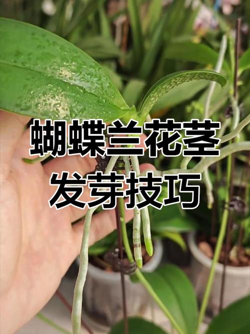 蝴蝶兰主要繁殖方法有哪些？-第2张图片-宁夏农业信息网