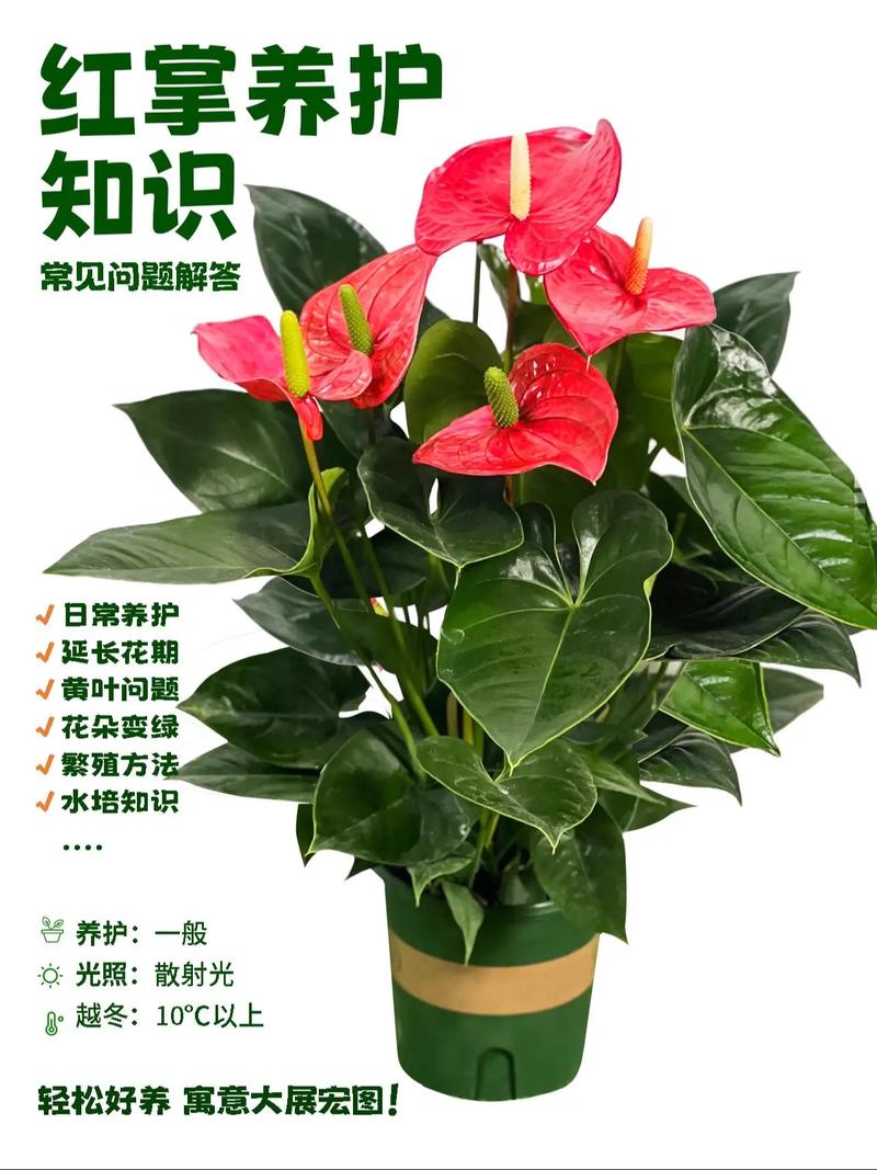 红掌花室内养殖要注意哪些关键点?-第1张图片-宁夏农业信息网 红掌花室内养殖要注意哪些关键点?-第1张图片-宁夏农业信息网