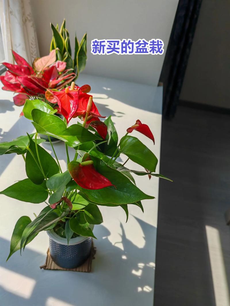 红掌花室内养殖要注意哪些关键点?-第3张图片-宁夏农业信息网 红掌花室内养殖要注意哪些关键点?-第3张图片-宁夏农业信息网