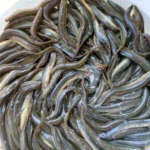 台湾泥鳅到底有多少品种？-第1张图片-宁夏农业信息网