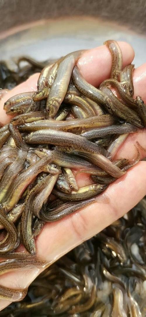 台湾泥鳅到底有多少品种？-第2张图片-宁夏农业信息网