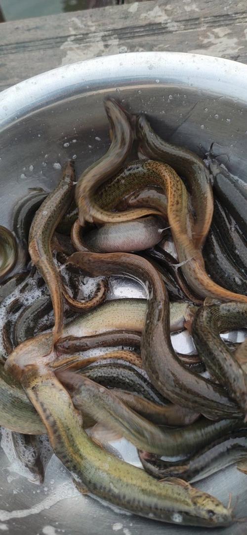 台湾泥鳅到底有多少品种？-第3张图片-宁夏农业信息网