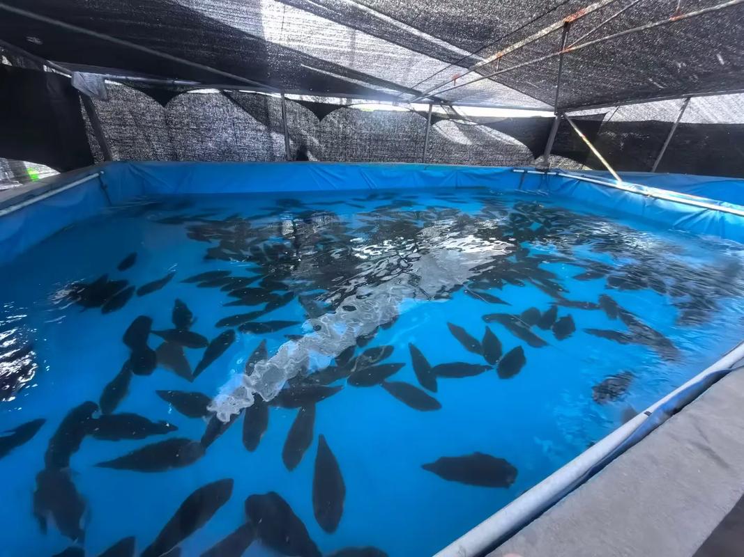 金洋水产养殖有限公司怎么样？-第2张图片-宁夏农业信息网