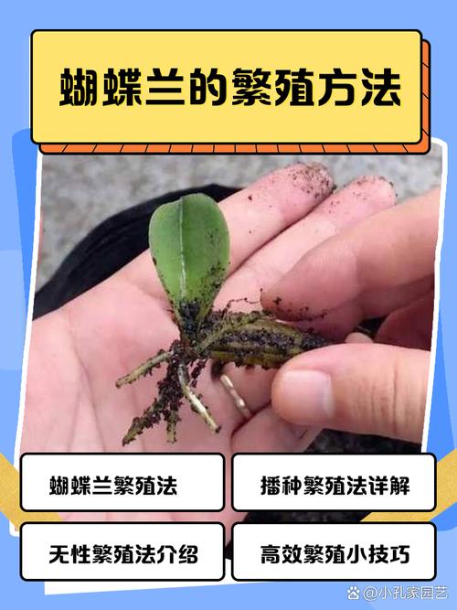 蝴蝶兰自然繁殖方法有哪些？-第1张图片-宁夏农业信息网